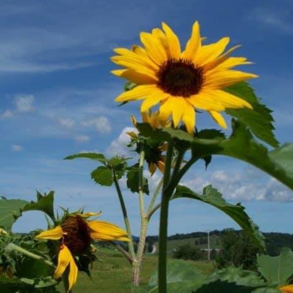 Meet your Posher, Allison - Picture 1 of 1